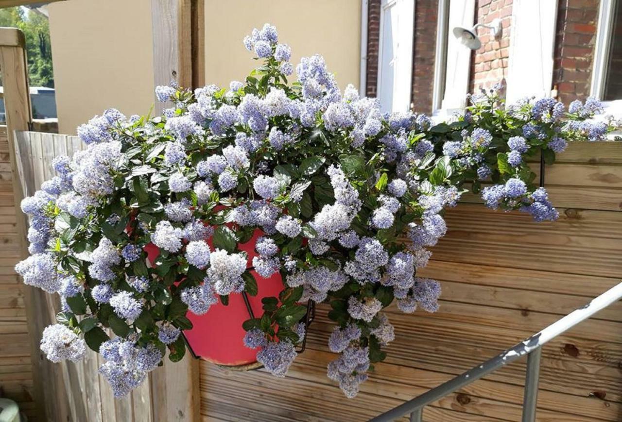 Les Belles Terrasses ,3 , Le Vegetal De 1 à 8 Personnes , Le Tropical De 1 à 6 Personnes , Le Floral Avec Terrasse De 1 à 3 Personnes , Quartier Calme Au Stationnement Gratuit à Coté De L'avenue Verte * Dieppe